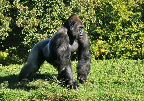 Guide To Gorilla Trekking In Rwanda